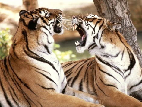 1137_tiger.jpg