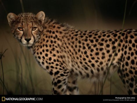 animal_256_1024x768.jpg