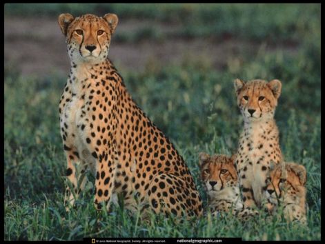 animal_257_1024x768.jpg